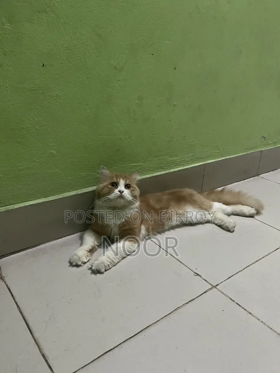 Persian Male Cat