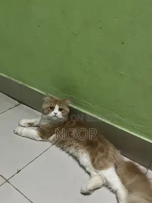 Persian Male Cat