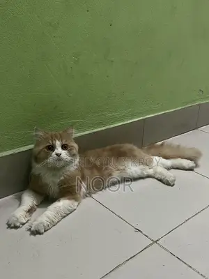 Persian Male Cat