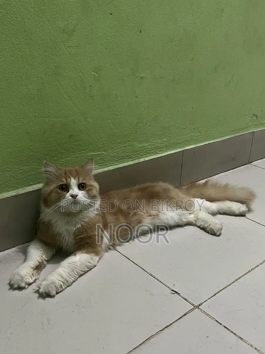 Persian Male Cat