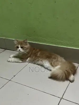 Persian Male Cat