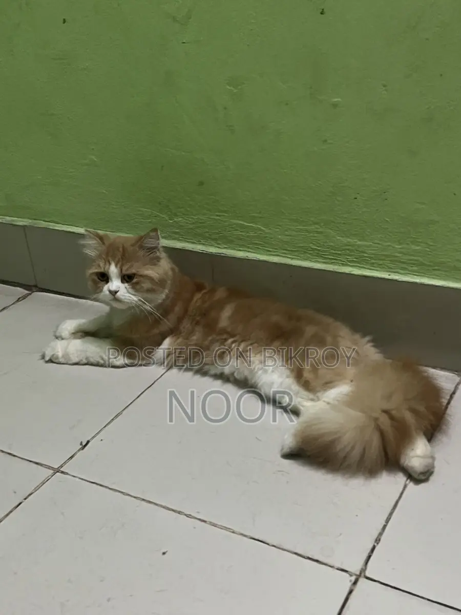 Persian Male Cat