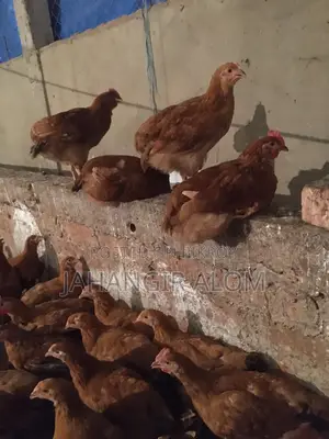 কালার বার্ডস মুরগি