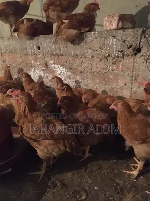 কালার বার্ডস মুরগি