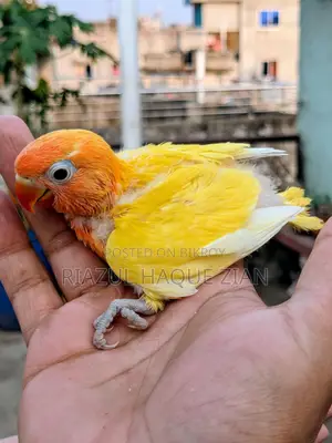 টেম সাইজ ইয়েলো রেড হেড ফিশার বেবি !! হাত বদল হবে