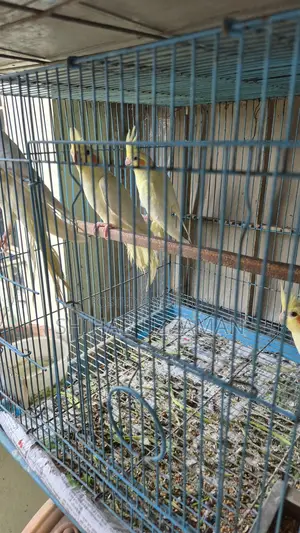 Cockatiel Bird