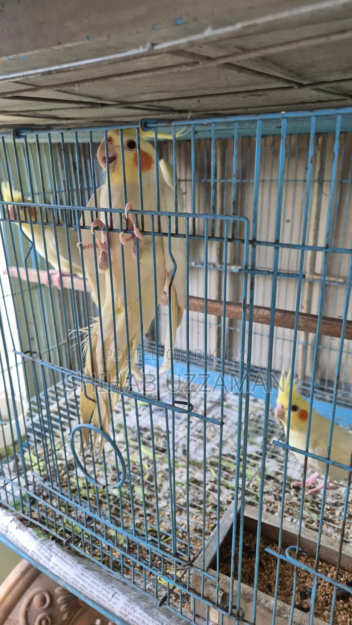 Cockatiel Bird