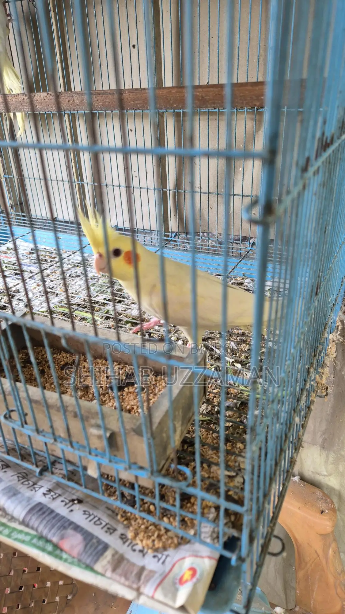 Cockatiel Bird