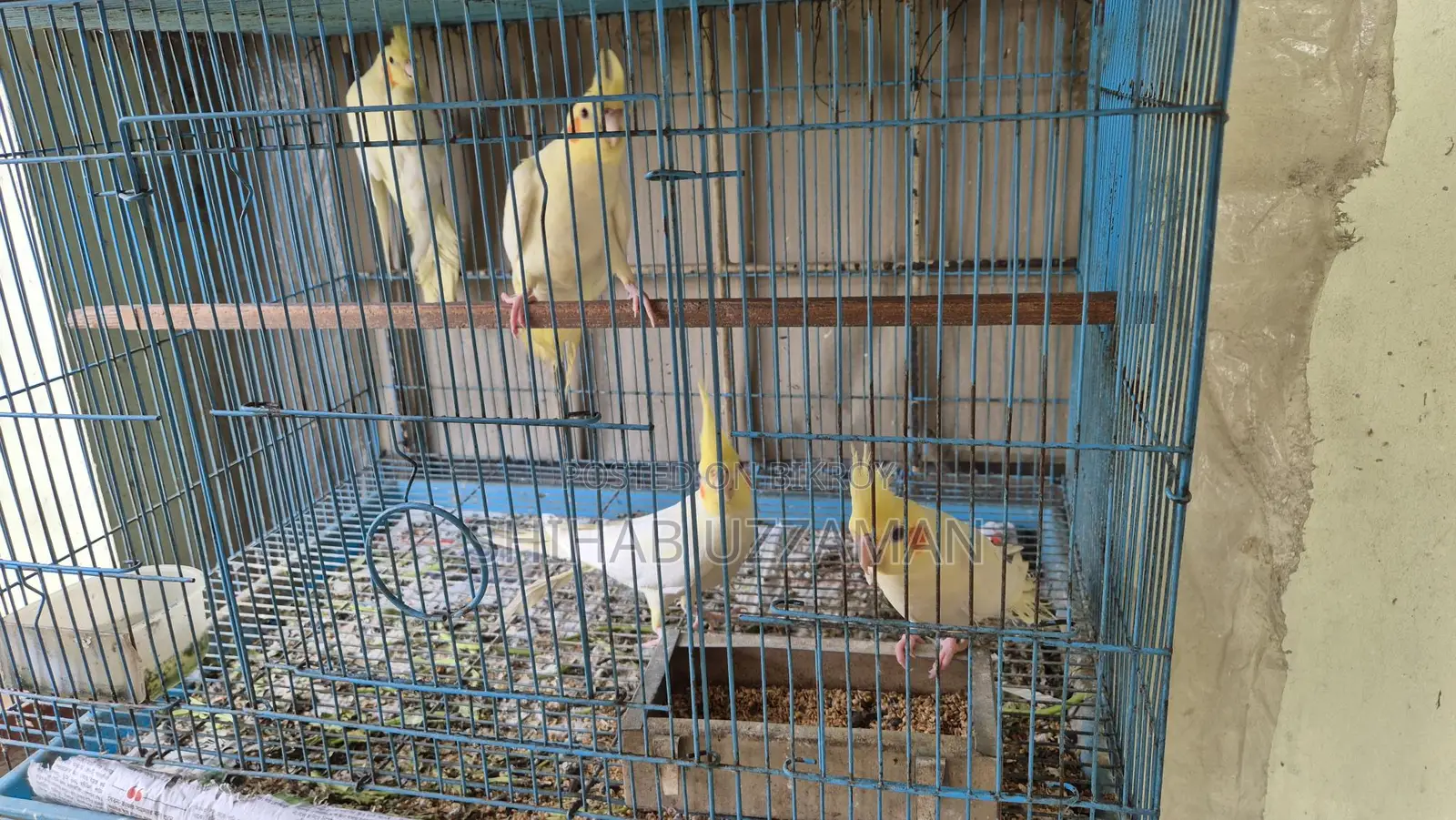 Cockatiel Bird