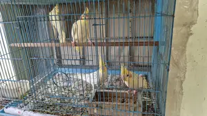 Cockatiel Bird