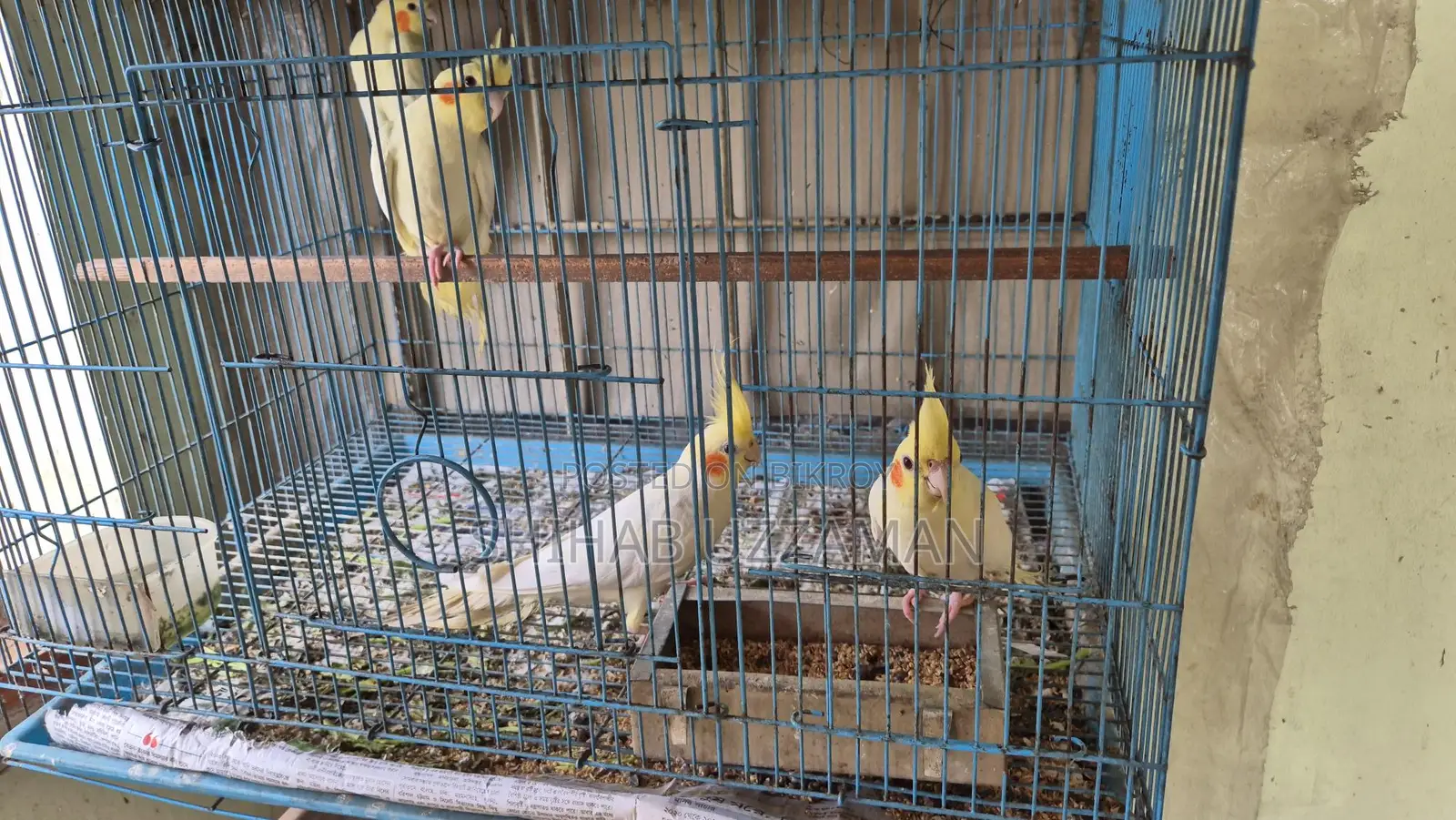 Cockatiel Bird