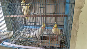 Cockatiel Bird