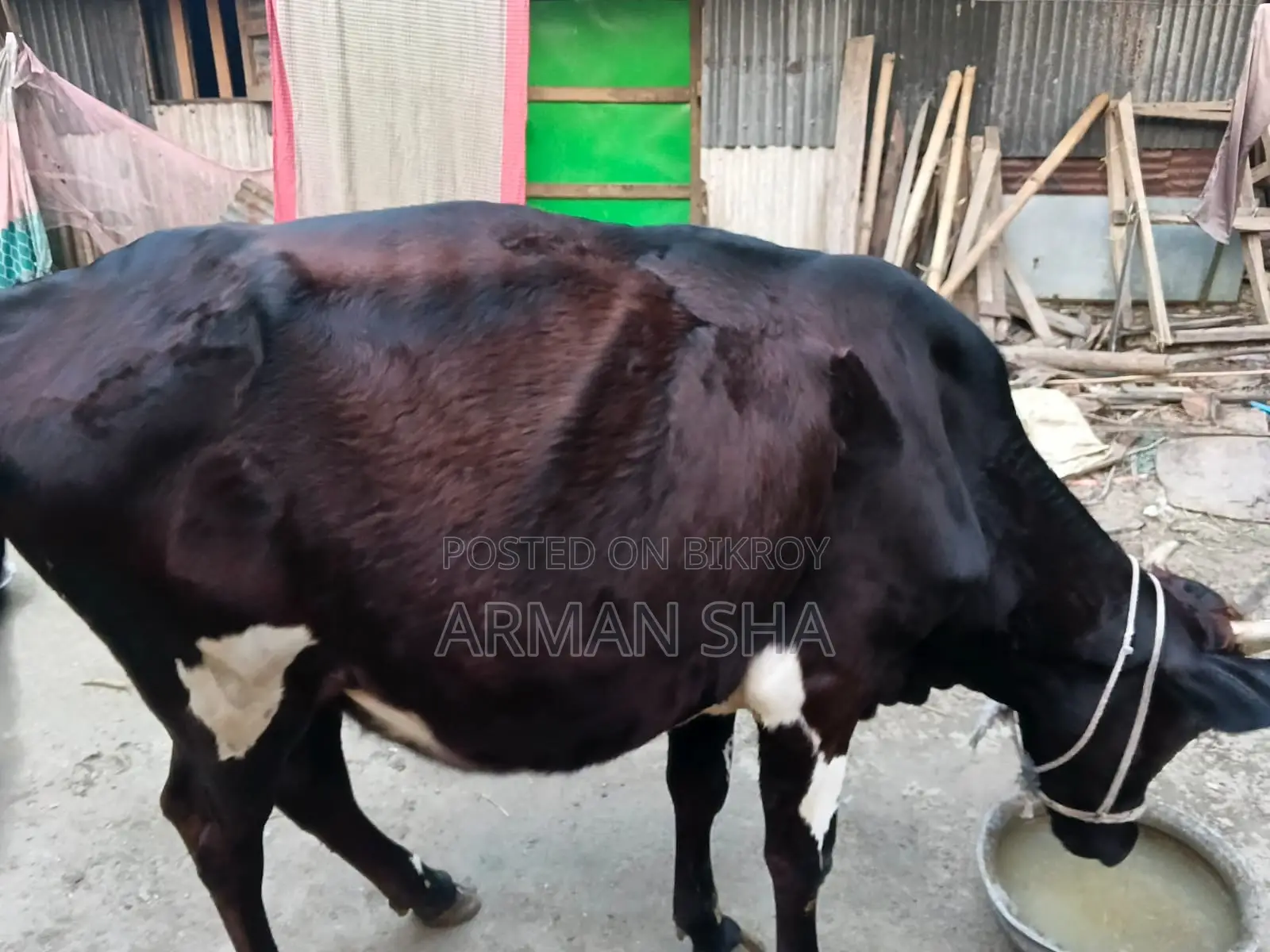 Deshi Cow