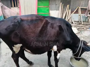 Deshi Cow