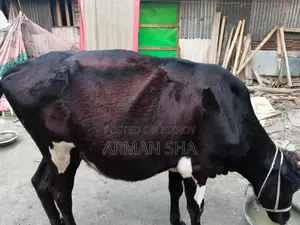 Deshi Cow