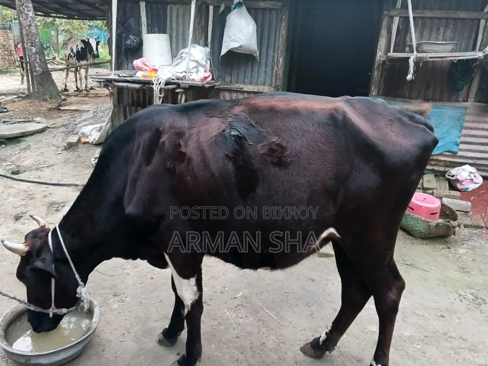 Deshi Cow