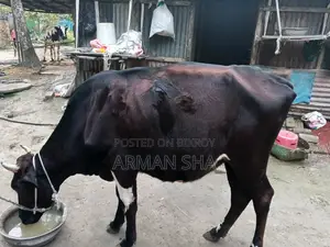 Deshi Cow