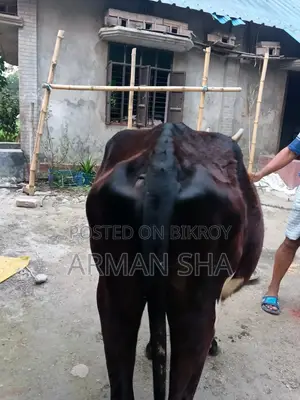 Deshi Cow