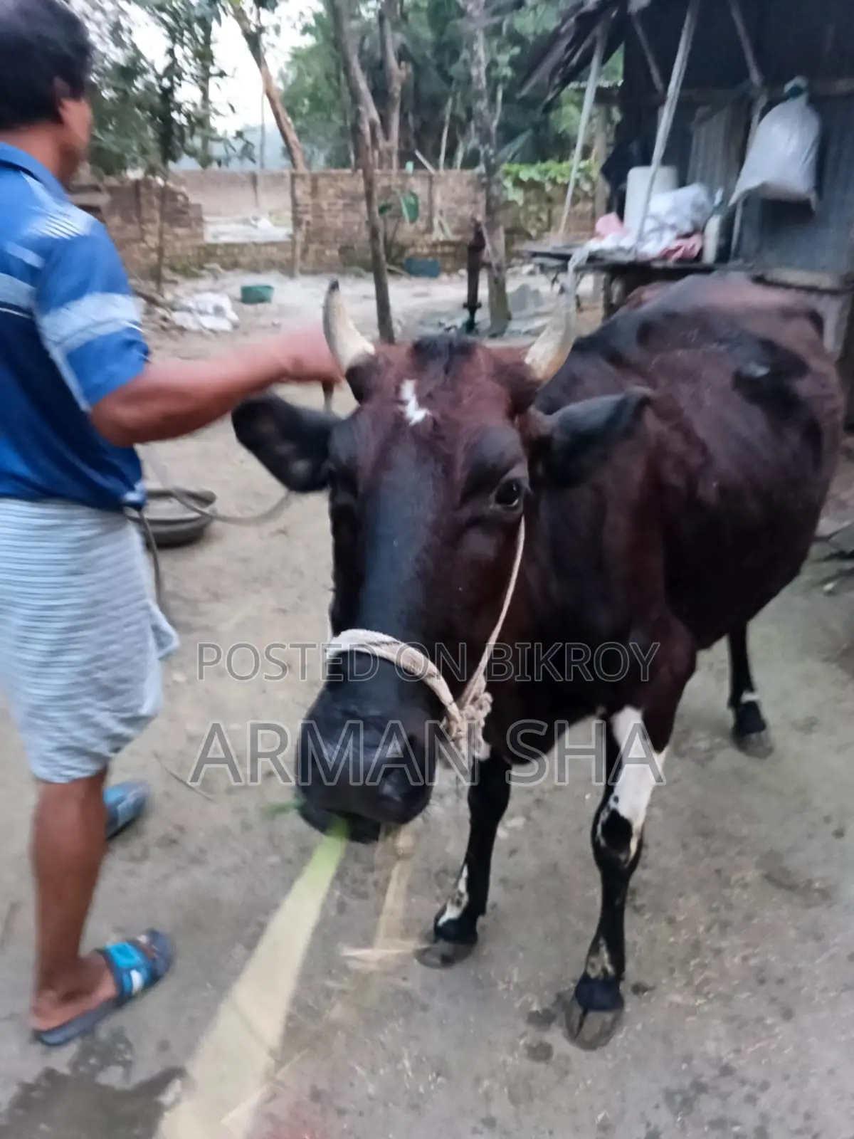 Deshi Cow