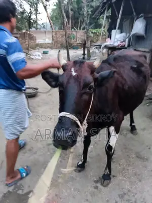 Deshi Cow