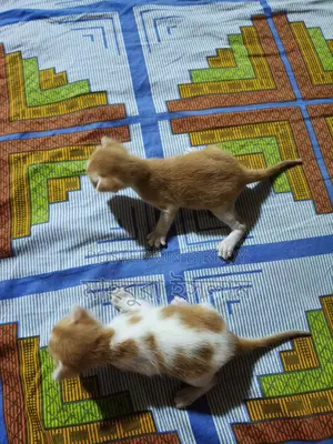 Mixed Breed Kittens