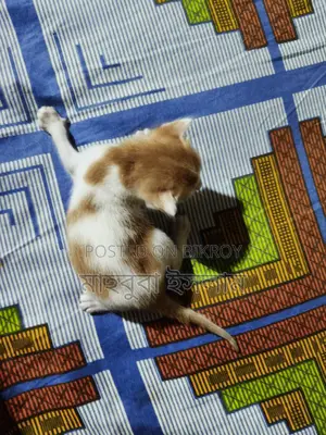 Mixed Breed Kittens