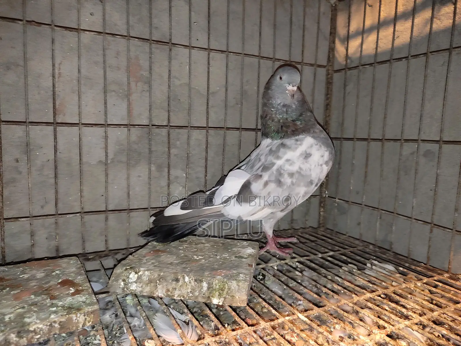Old Breed Golakosa Male Pigeon for Sale