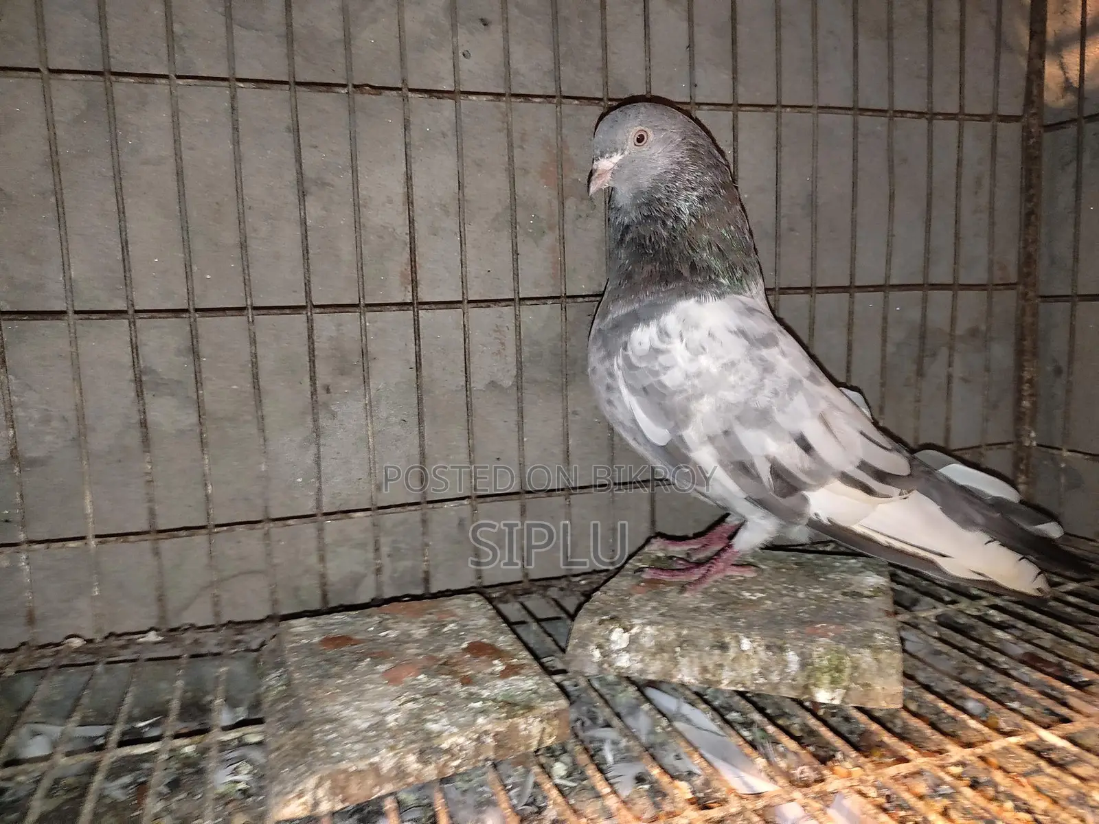 Old Breed Golakosa Male Pigeon for Sale