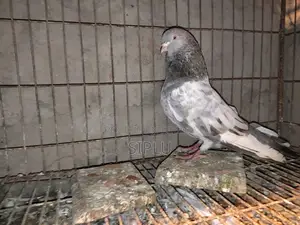 Old Breed Golakosa Male Pigeon for Sale