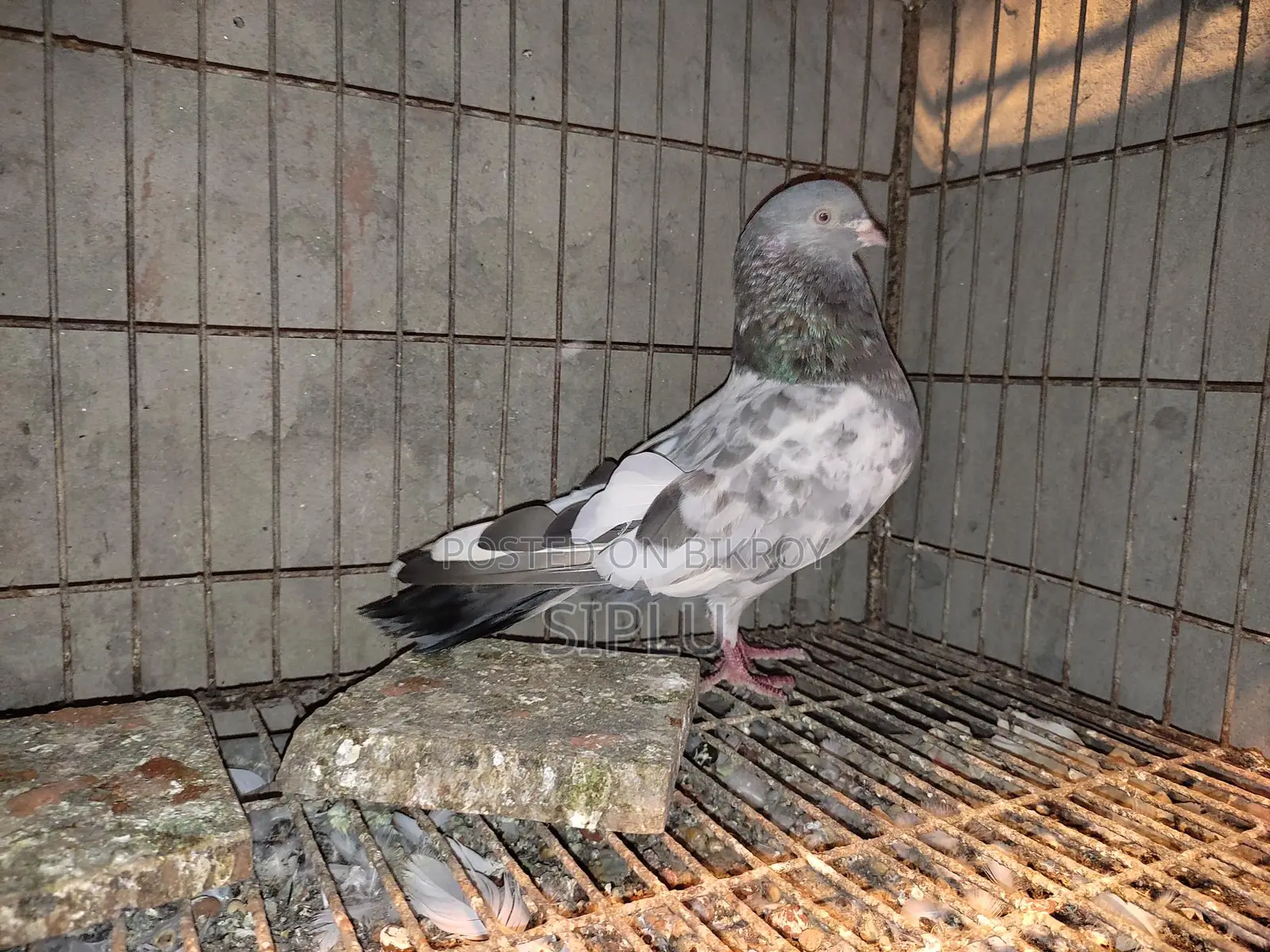 Old Breed Golakosa Male Pigeon for Sale