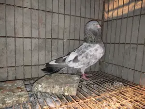 Old Breed Golakosa Male Pigeon for Sale