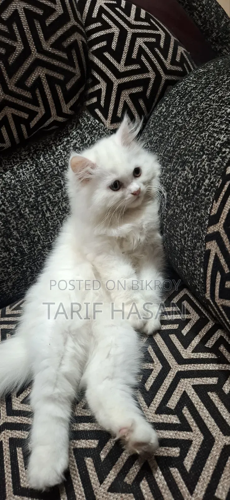 1-3 Months Female Purebred Persian