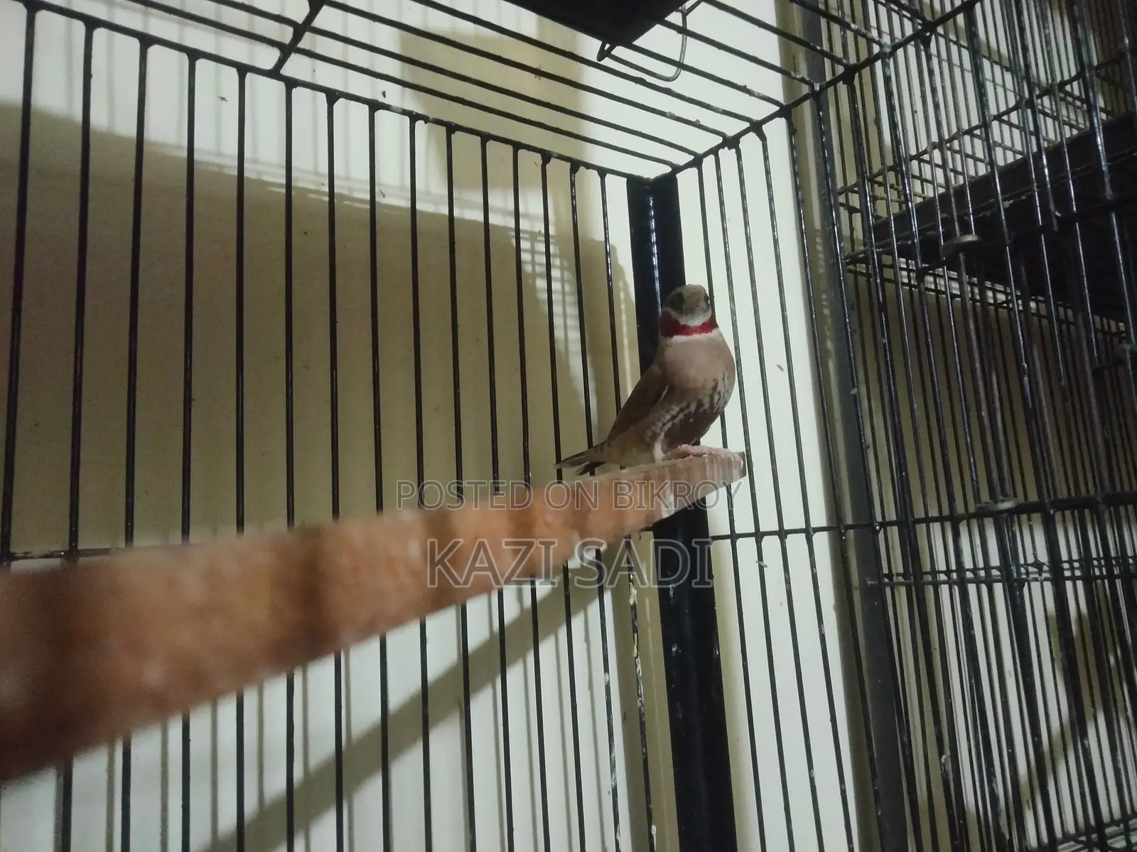 Zebra Finch Bird