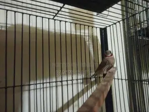 Zebra Finch Bird