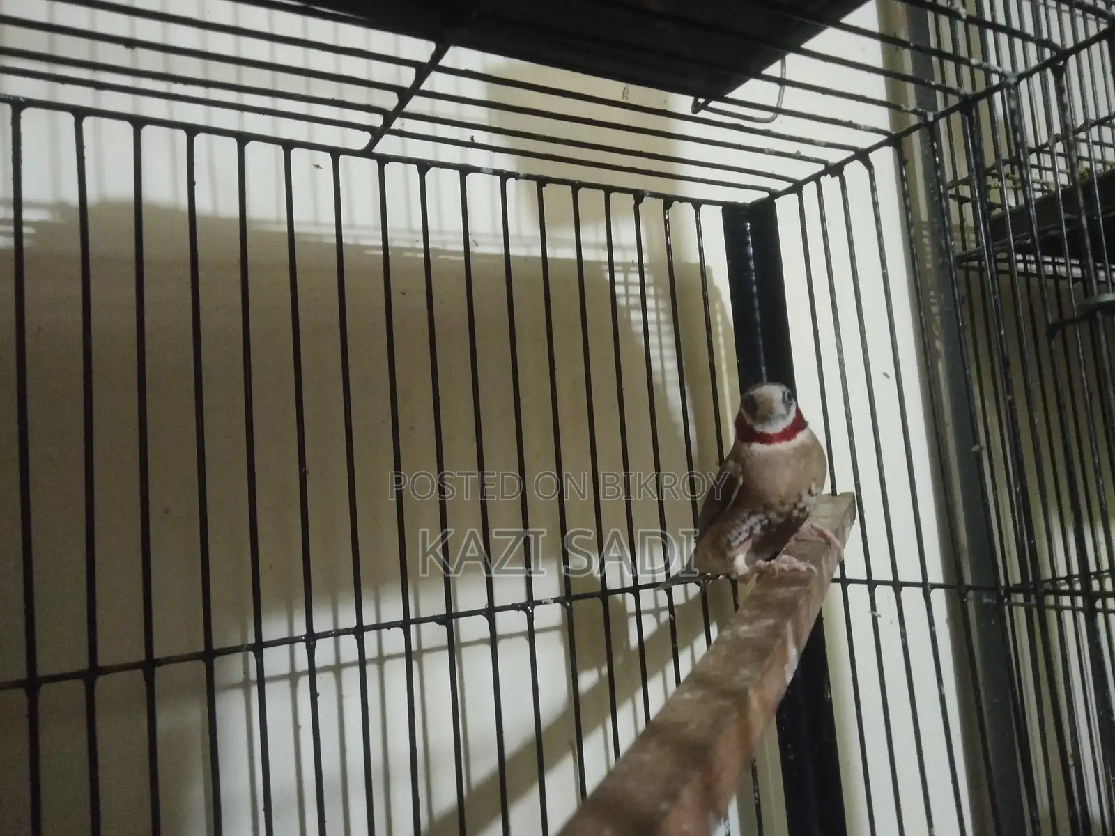 Zebra Finch Bird