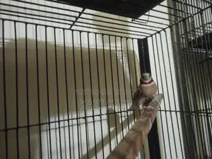 Zebra Finch Bird