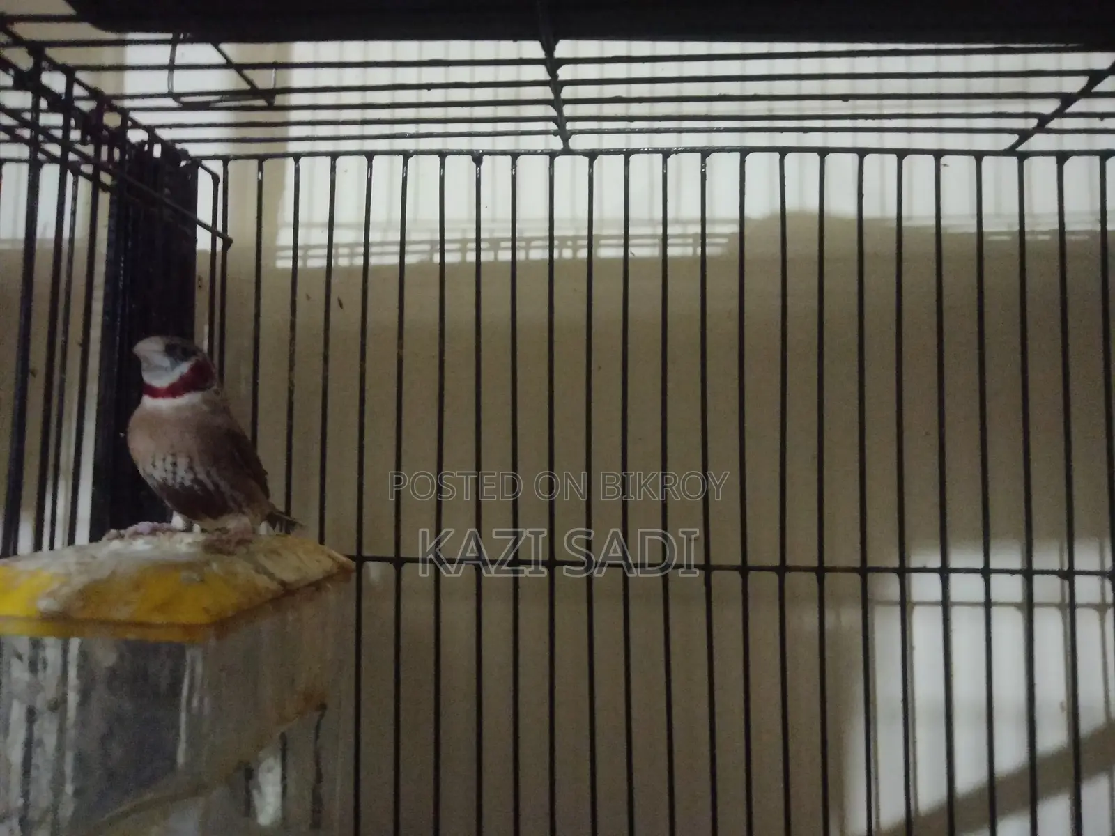 Zebra Finch Bird