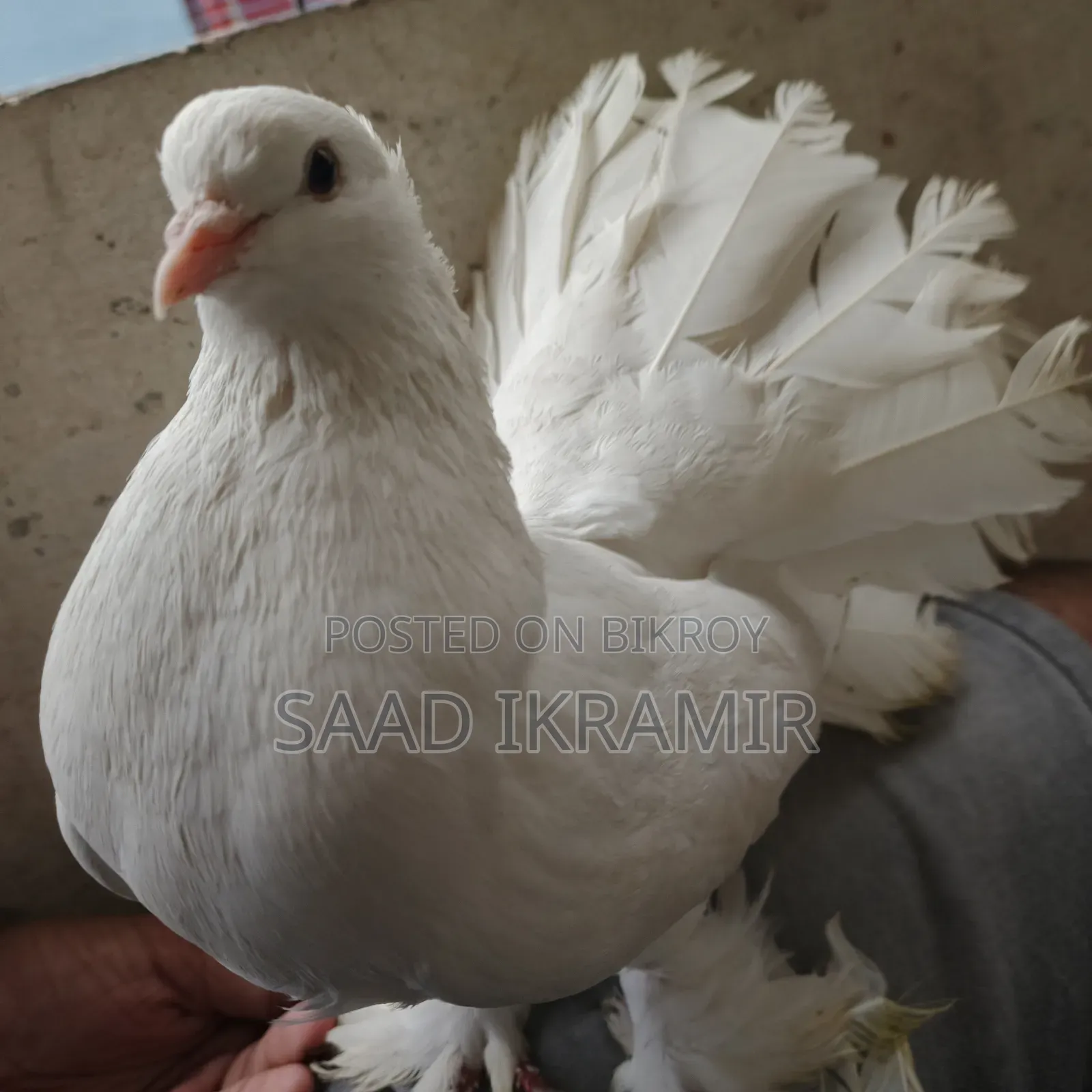 White Fantail Adult Male Pigeon/ Lokkha Kobutor/Spring White Pigeon Male