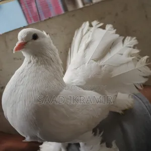White Fantail Adult Male Pigeon/ Lokkha Kobutor/Spring White Pigeon Male