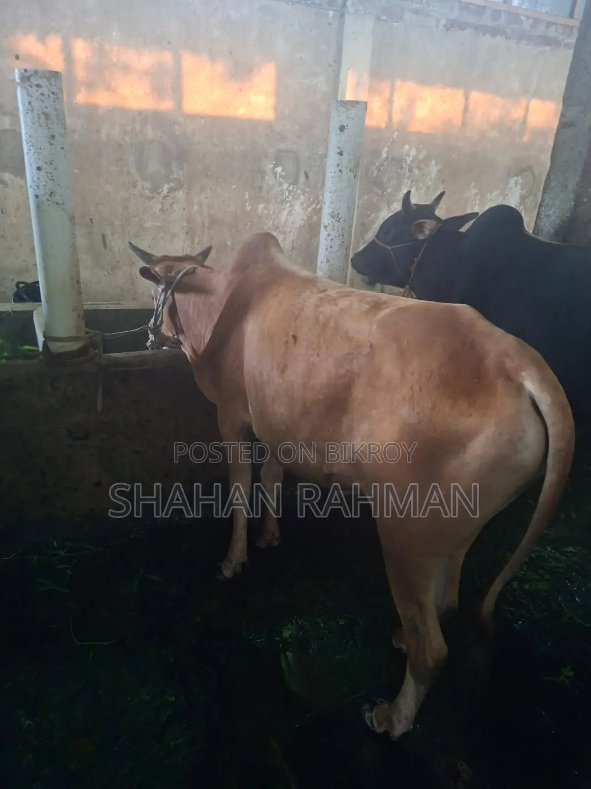 Desi Cow for Sale