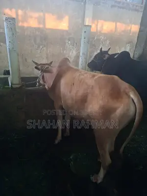 Desi Cow for Sale