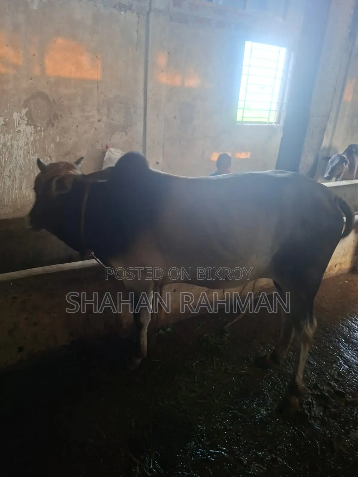 Desi Cow for Sale