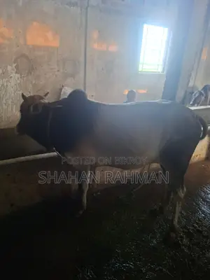Desi Cow for Sale