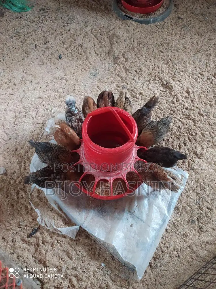 টাইগার মুরগী