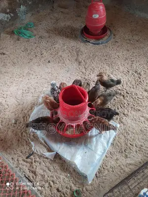 টাইগার মুরগী