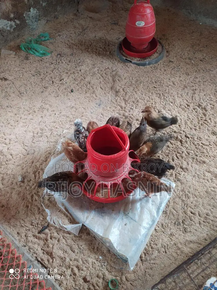 টাইগার মুরগী