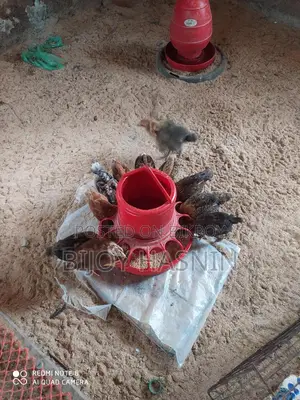 টাইগার মুরগী