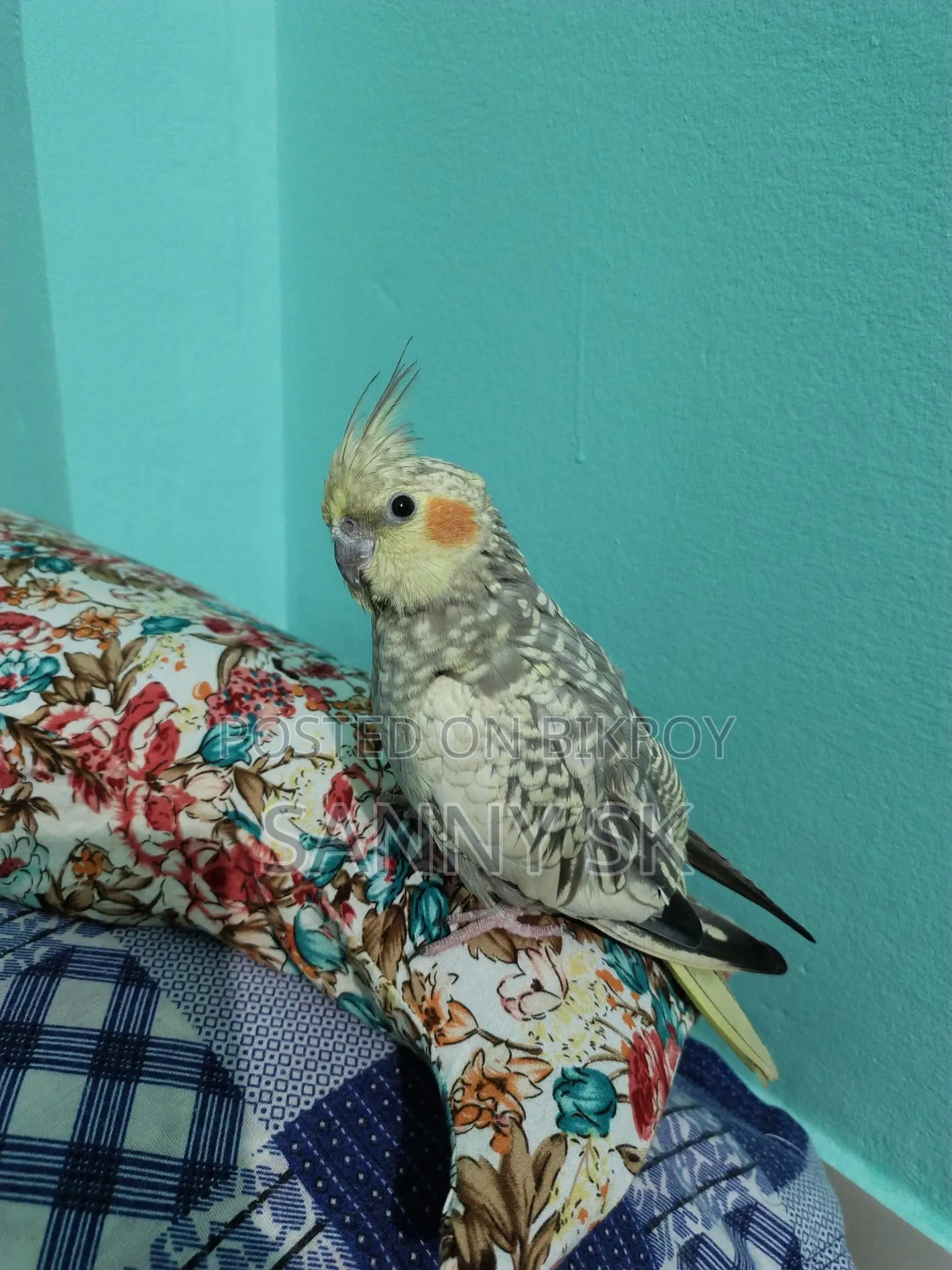 Cockatiel Bird