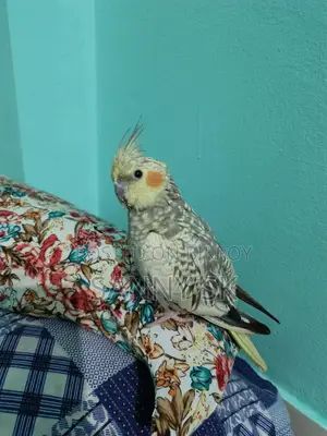 Cockatiel Bird