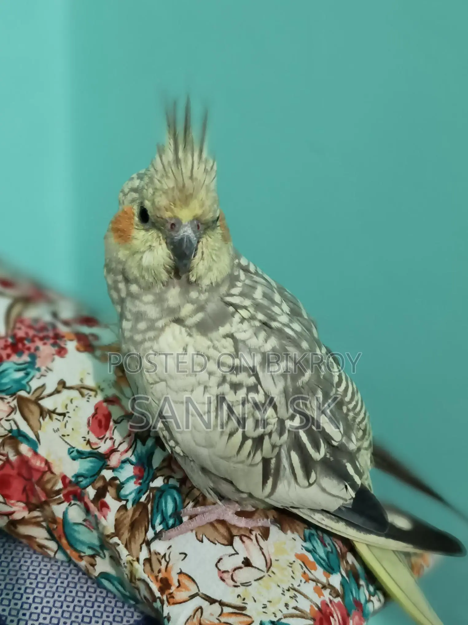 Cockatiel Bird
